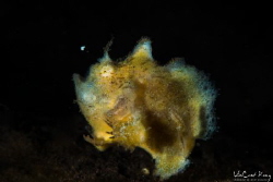 running frogfish
iso100, f40, 1/200s, with Nikon D800, 1... by Vincent Kong 